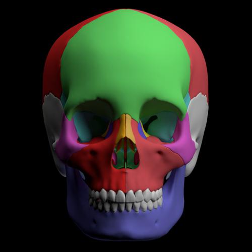 Hight quality skull - GLSL Version preview image